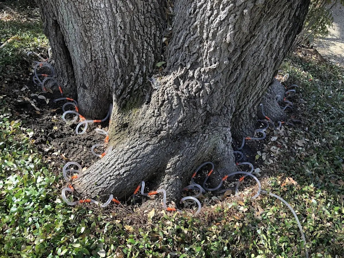 Detailed Tree Cabling and Bracing job site in Milledgeville